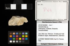 Foto (Objekt + Etiketten) von Goniodromites sp. 